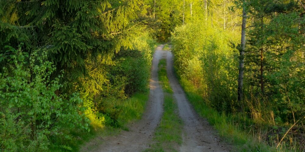 Kapea yksityistie metsän keskellä.